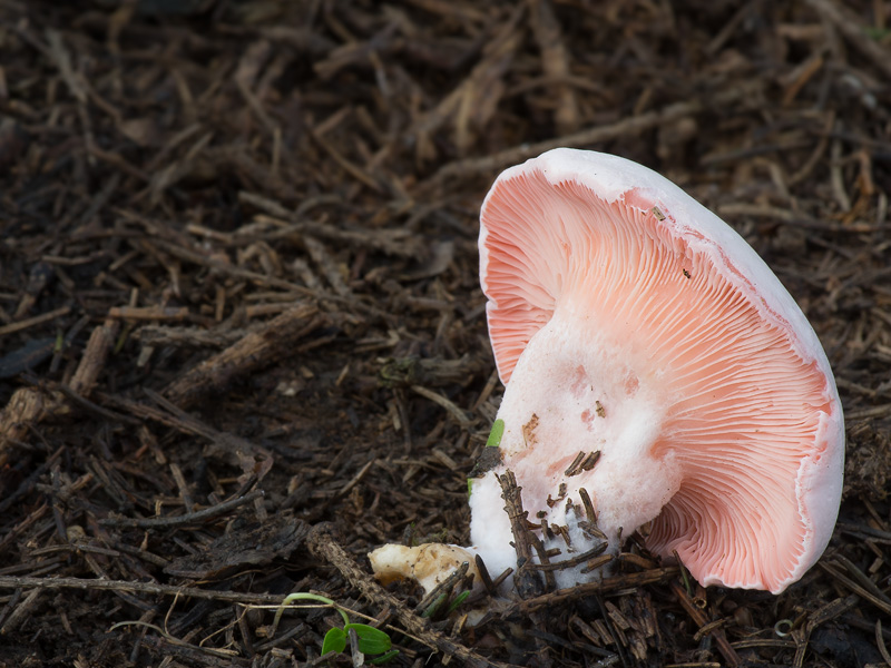 Leucopaxillus rhodoleucus